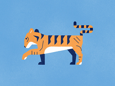 Tiger! animal cat conservation india indian nature safari tiger travel wildlife