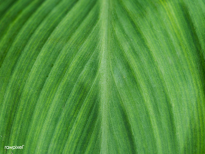 Leaf textured background green leaf nature photo textured