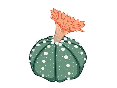 Cactus astrophytum astrophytum cactus cactus floral