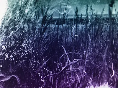 Double Exposure Bison double exposure duotone gradient