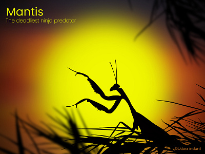 Mantis deadlist design illustration insect mantis ninja predator silluet vectorart