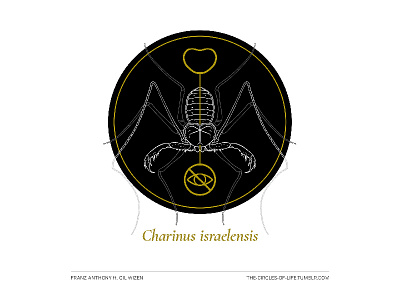 The Circles Of Life 12 animal arachnid biology black bug gold illustration nature science typography white