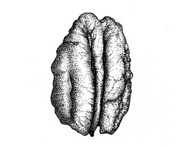 Pecan art botanical drawing foodillustration illustration ink