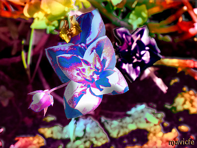 Colorful Wildflower colorful design digital art flower graphic art mavicfe painting photography photoshop wildflower