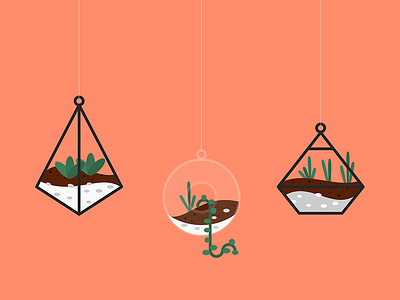 Plants illustration plants succulents terrarium