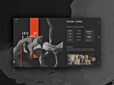 Africa africa animal interaction ui ux web