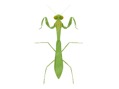 Mantis religiosa // Praying Mantis bug digital art illustration insect ipad pro moth procreate