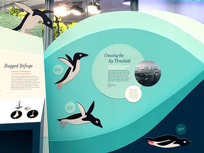 Diving Penguin animals illustration museum museum display nature penguins science
