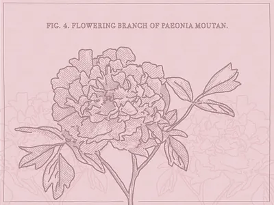 Floral Friday floral illustration pencil texture peony pink texture