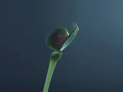 Venus Flytrap 3d arnold c4d c4dtoa cinema 4d minimal venus flytrap