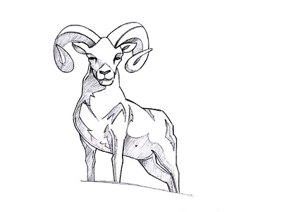 Ram Sketch Design animal character draw hand concept pencil sketch ram sketch sketching
