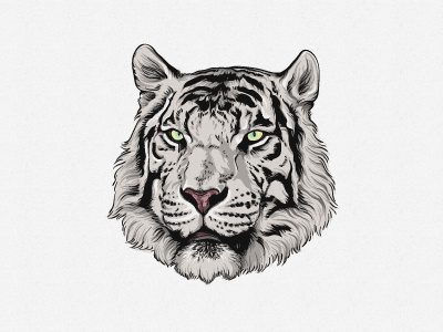 White Tiger animal cat color illustration ethermary head illustration illustrator tiger vector white wild cat