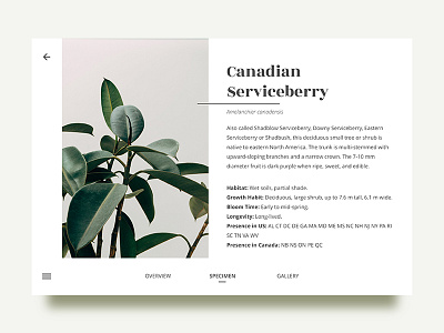 Leaves - Specimen Details dailyui design interaction landing leaf minimal presentation ui uidesign webdesign