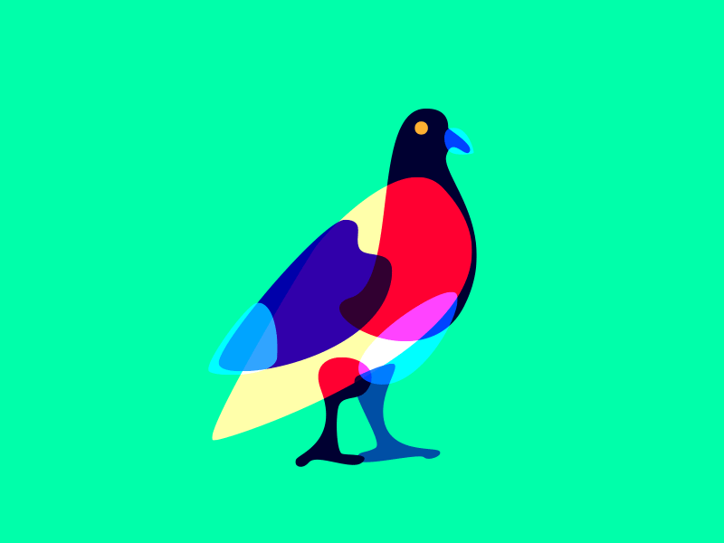 F***ing Pigeon fun pigeon