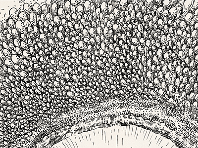 Tetrao urogallus (the process) contest details drawing graphic illustraciencia illustration nature study texture