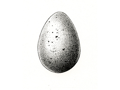 Egg art botanicalillustration drawing egg illustration ink scientificillustration