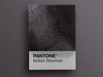 Cat Breeds as Pantone - British Shorthair 3d animals art cat cats cinema4d colors design palette pantone render visual