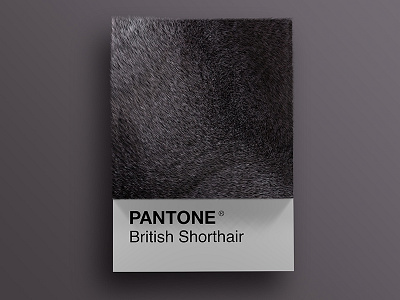 Cat Breeds as Pantone - British Shorthair 3d animals art cat cats cinema4d colors design palette pantone render visual