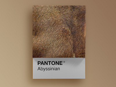 Cat Breeds as Pantone - Abyssinian 3d animals art cat cats cinema4d colors design palette pantone render visual