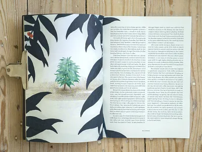 New Breed coffee leaf leaves plant