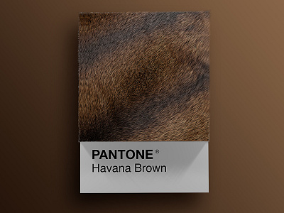 Cat Breeds as Pantone - Havana Brown 3d animals art cat cats cinema4d colors design palette pantone render visual