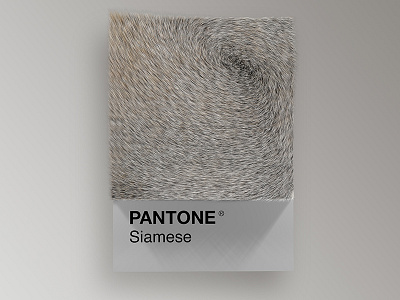Cat Breeds as Pantone - Siamese 3d animals art cat cats cinema4d colors design palette pantone render visual