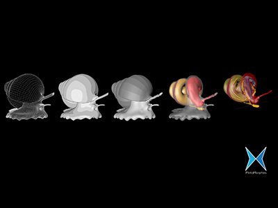 MetaMorphos_display 3d model biology character science