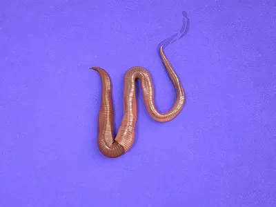 W = Worm 36 days of type 3d cinema4d illustration render type typography c4d w worm