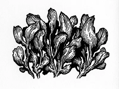 Seaweed black and white botanical detailed engraving etching hatching illustration ink leaves linework natural realistic