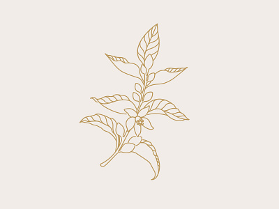 Orange Blossom blossom botanical branch florida illustration leaf line work orange