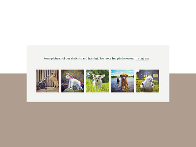 Instagram feature — Andrea Arden website digitaldesign dogtraining mobiledesign responsivewebsite userinterfacedesign websitecomponent websitedesign