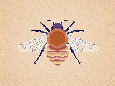Common Carder Bee bee illustration