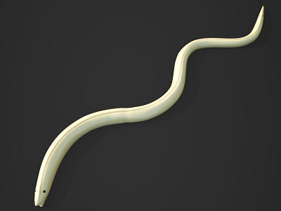 Nematoda 3d app 3d model biology character science
