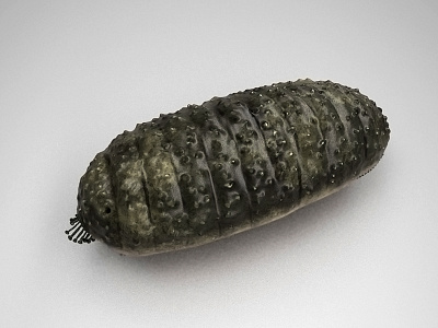 Holothuroidea 3d app 3d model biology character science