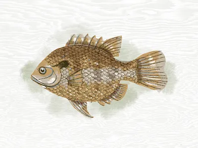 Illustration II fish illustration procreate