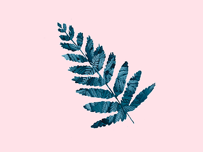 Fern artwork digital art fern illustration leaf nature