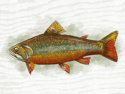 Illustration VII brook trout fish illustration procreate