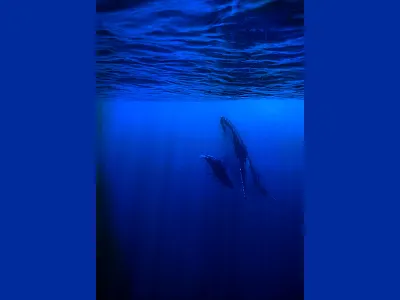 The moment in color air blue whale ocean photo wallpaper water whale