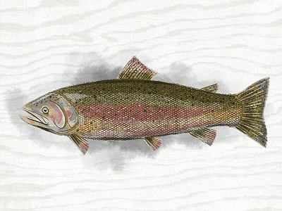 Illustration IX fish illustration procreate steelhead