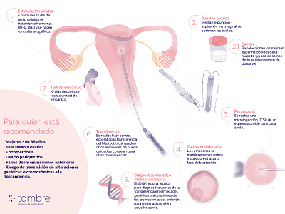 Tambre clínica de fertilidad / BAUD Branding clinic fertility illustration medical