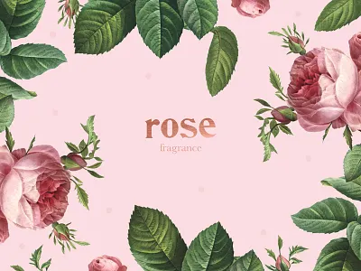 Rose botanical flower fragrance gold nature pink rose