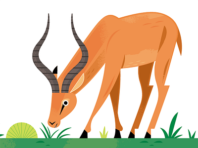 Impala africa african animals african savanna animals antelope illustration nature savanna science wildlife