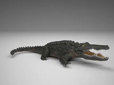 Crocodile 3d model animal biology crocodile