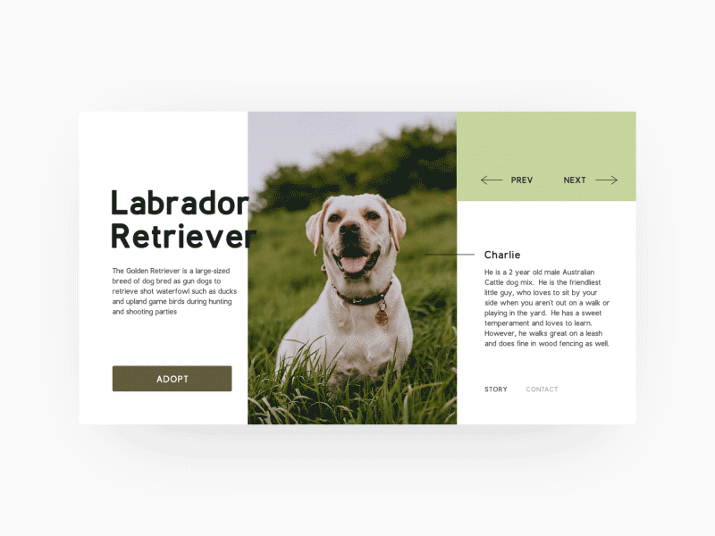Adoption Slideshow dogs dribbble firstgif gif video