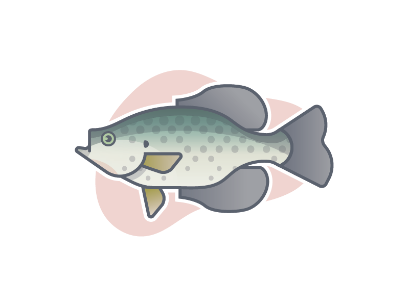 Crappie by Jared Rauh on Dribbble