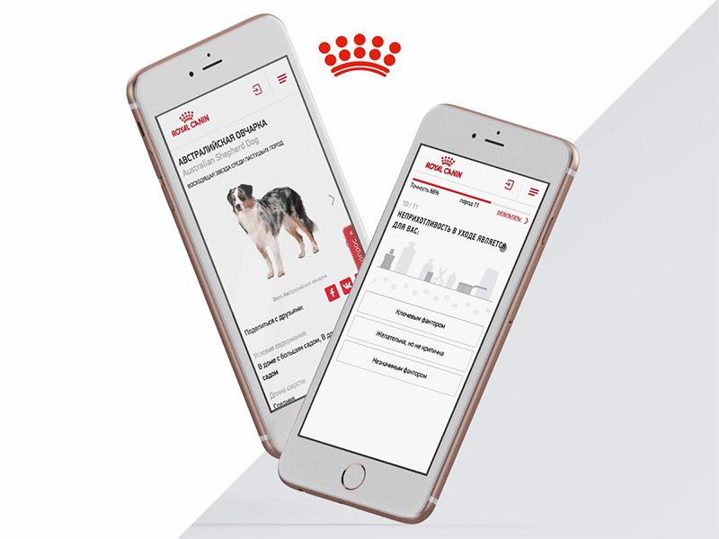 Royal Canin Breed Finder breed kitten puppy royal canin ui ux web