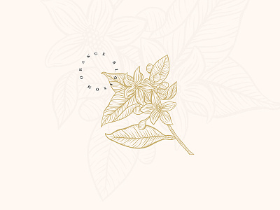 Orange Blossom blossom detail drawing floral flower hand drawn illustration orange woodcut