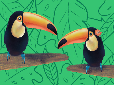 Toucan toucan tropical