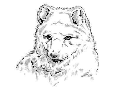 Fjallraven 10 concept fjallraven illustration logo