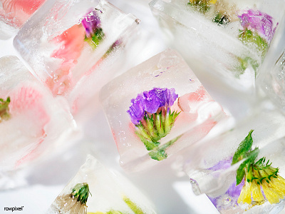 Flowers ice cube cube flower freeze frozen ice nature tropical water